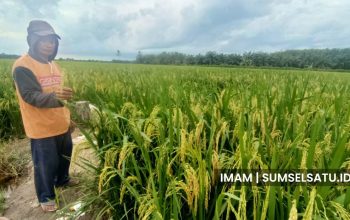 Petani padi di Desa Banyu Urip, Kecamatan Tanjung Lago, Kabupaten Banyuasin, Resah.