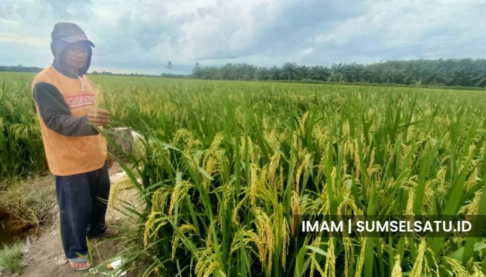 Wereng Menyerbu, Padi di Banyuasin Terancam Gagal Panen