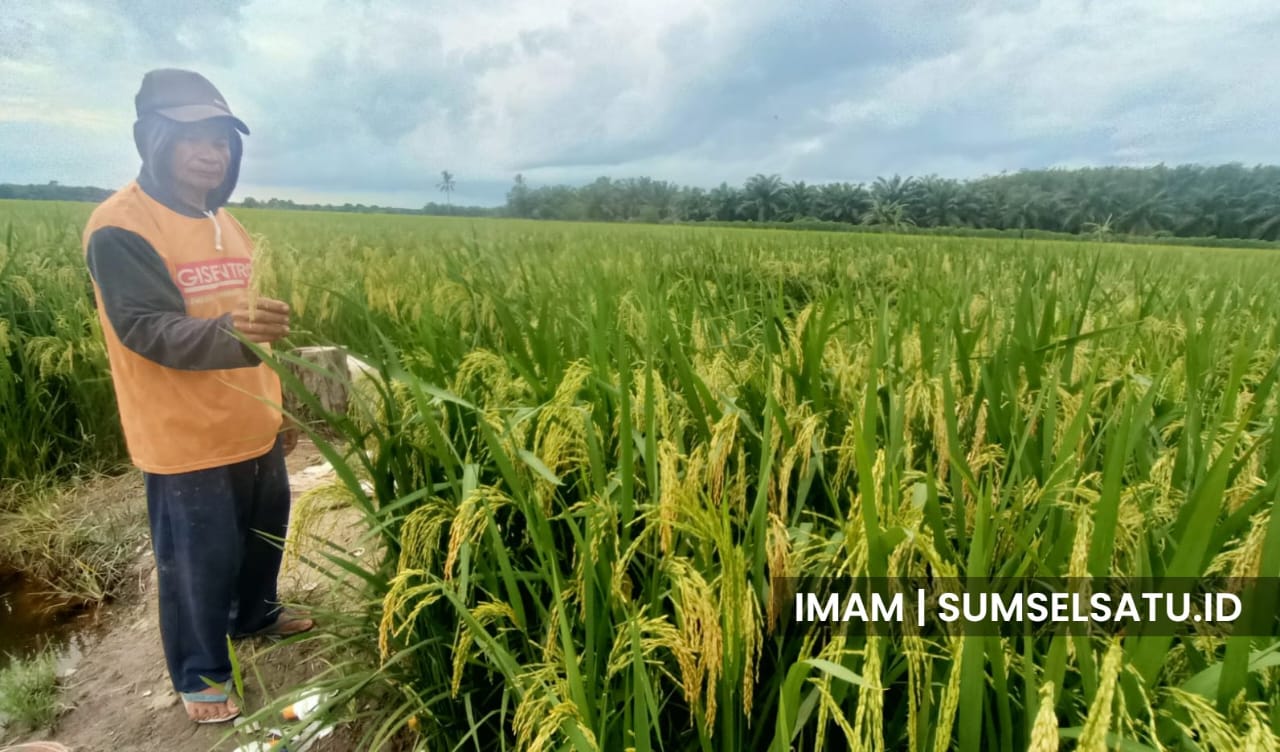 Petani padi di Desa Banyu Urip, Kecamatan Tanjung Lago, Kabupaten Banyuasin, Resah.